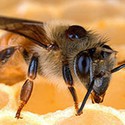 100 pics Bugs answers Honey Bee