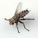 100 pics Bugs answers Flesh Fly