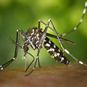 100 pics Bugs answers Tiger Mosquito