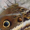 100 pics Bugs answers Owl Butterfly