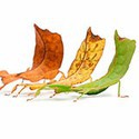 100 pics Bugs answers Leaf Bug