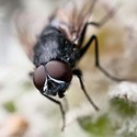 100 pics Bugs answers Housefly