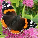 100 pics Bugs answers Red Admiral