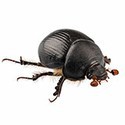 100 pics Bugs answers Dung Beetle