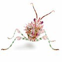 100 pics Bugs answers Flower Mantis