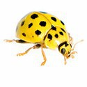 100 pics Bugs answers Yellow Ladybug