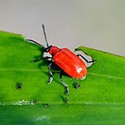 100 pics Bugs answers Red Flour