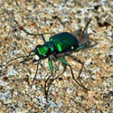 100 pics Bugs answers Tiger Beetle