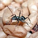 100 pics Bugs answers Worker Ant