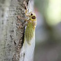 100 pics Bugs answers Cicada