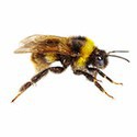 100 pics Bugs answers Bumblebee