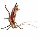 100 pics Bugs answers Jungle Nymph