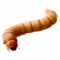 100 pics Bugs answers Maggot