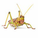 100 pics Bugs answers Grasshopper