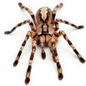 100 pics Bugs answers Tarantula