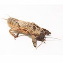 100 pics Bugs answers Mole Cricket