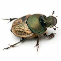 100 pics Bugs answers Rose Chafers