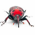 100 pics Bugs answers Weevil