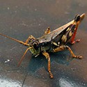 100 pics Bugs answers Locust