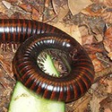 100 pics Bugs answers Millipede