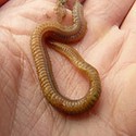 100 pics Bugs answers Earthworm