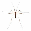100 pics Bugs answers Mosquito Hawk
