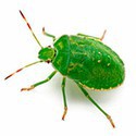 100 pics Bugs answers Shield Bug