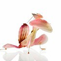 100 pics Bugs answers Orchid Mantis