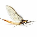 100 pics Bugs answers Mayfly