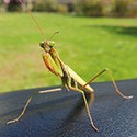 100 pics Bugs answers Praying Mantis