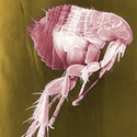 100 pics Bugs answers Flea