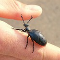 100 pics Bugs answers Blister Beetle