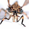 100 pics Bugs answers Botfly