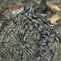 100 pics Bugs answers Termites