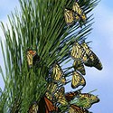 100 pics Bugs answers Monarch