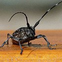 100 pics Bugs answers Longhorn