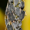 100 pics Bugs answers Aphids
