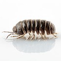 100 pics Bugs answers Pill Bug