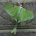 100 pics Bugs answers Luna Moth
