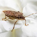 100 pics Bugs answers Stink Bug
