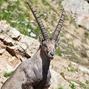 100 pics I Is For answers Ibex