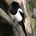 100 pics One-Something answers One For Sorrow