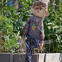 100 pics Random Pics answers Scarecrow