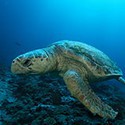 100 pics Random Pics answers Turtle