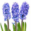 100 pics Random Pics answers Hyacinth