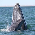100 pics Sea Life answers Baleen Whale