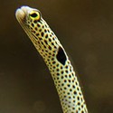 100 pics Sea Life answers Sea Snake