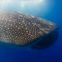 100 pics Sea Life answers Whaleshark
