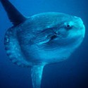 100 pics Sea Life answers Sunfish