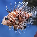 100 pics Sea Life answers Lionfish